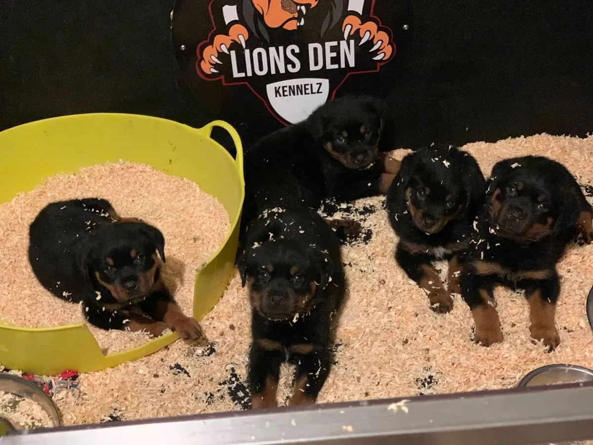 Rottweiler puppies with pedigree