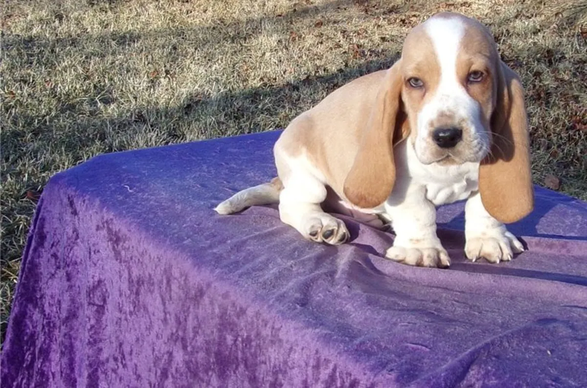 Basset Hound Puppies. ready