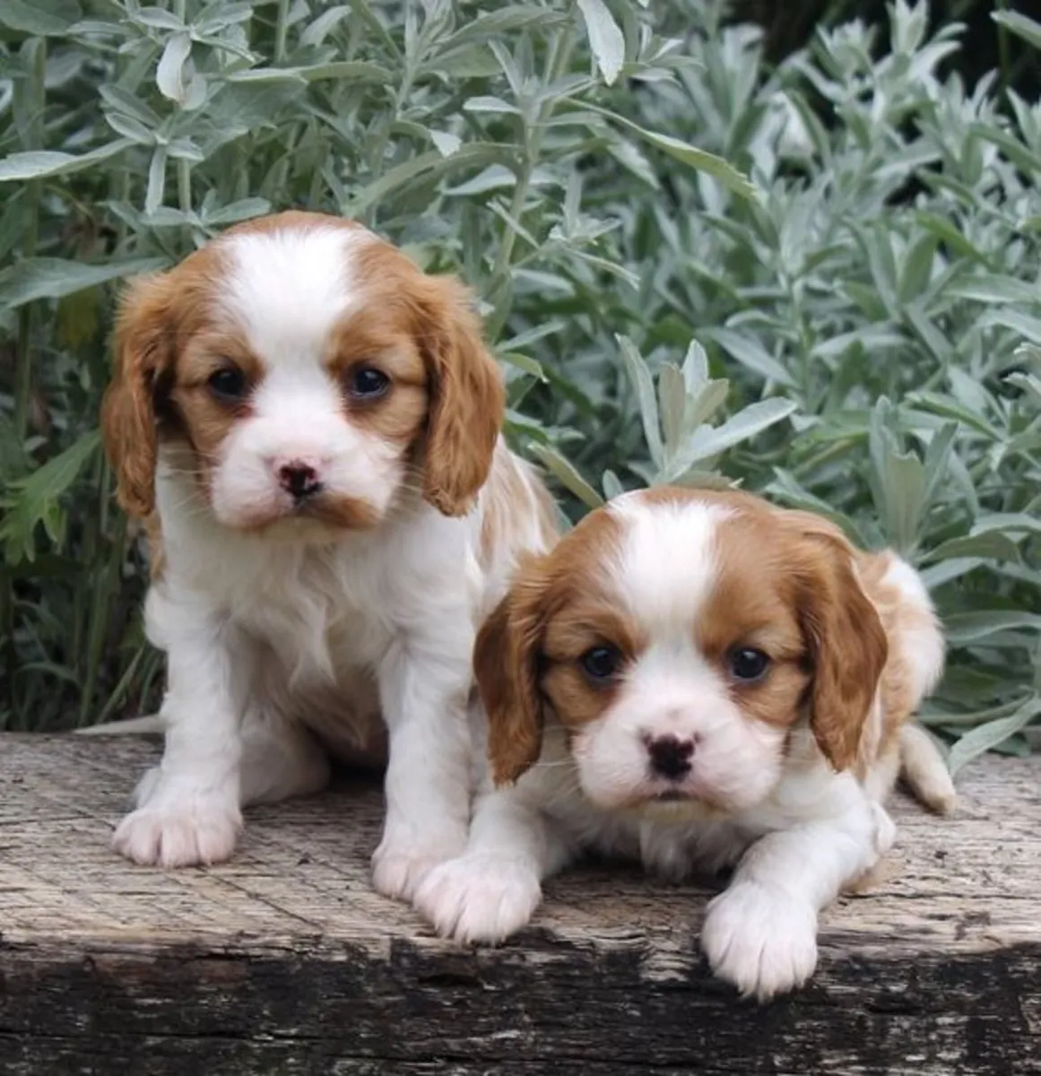 Çarpıcı KC Kayıtlı Cavalier King Charles
