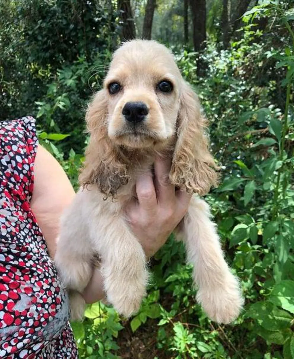 Hermosos cachorros de Cocker Spaniel