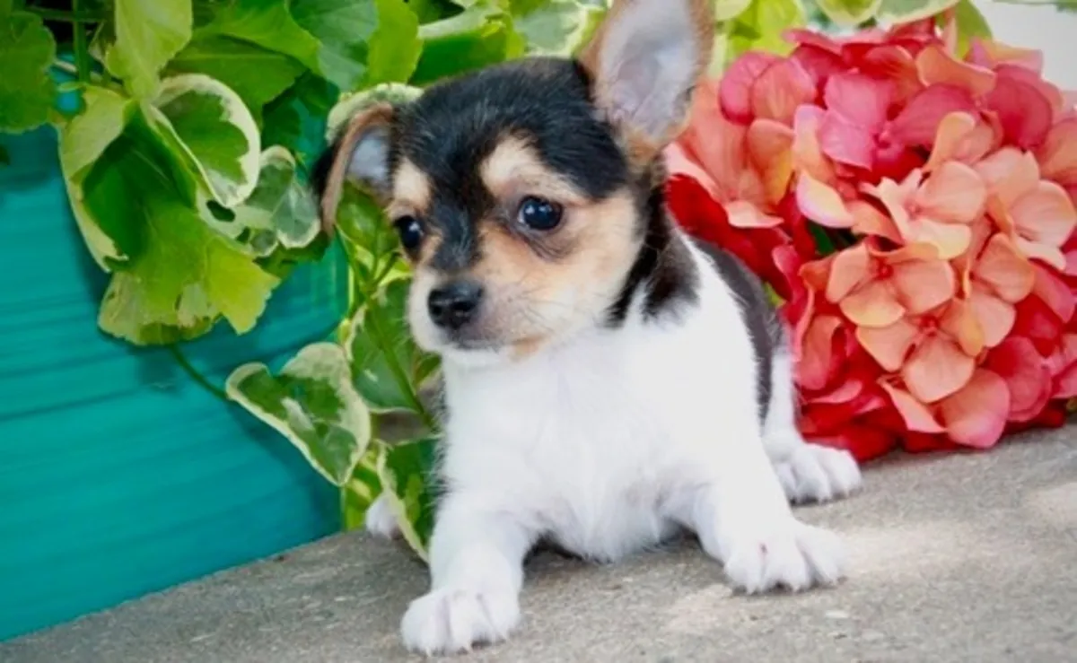 Chorkie Pups For Sale 