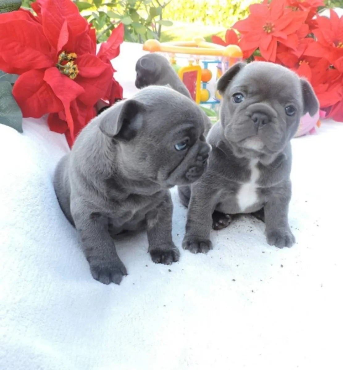Chiots Bouledogue Français LOF prêts à partir !