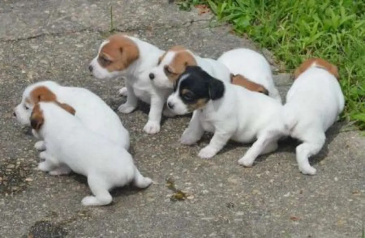Cachorro Jack Russell de buena calidad