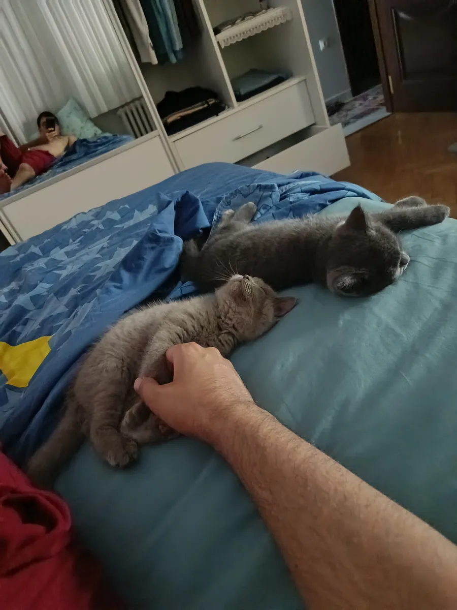 Hogares permanentes para mis gatos