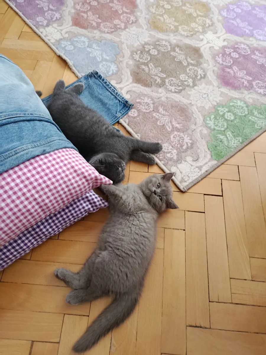 Hogares permanentes para mis gatos