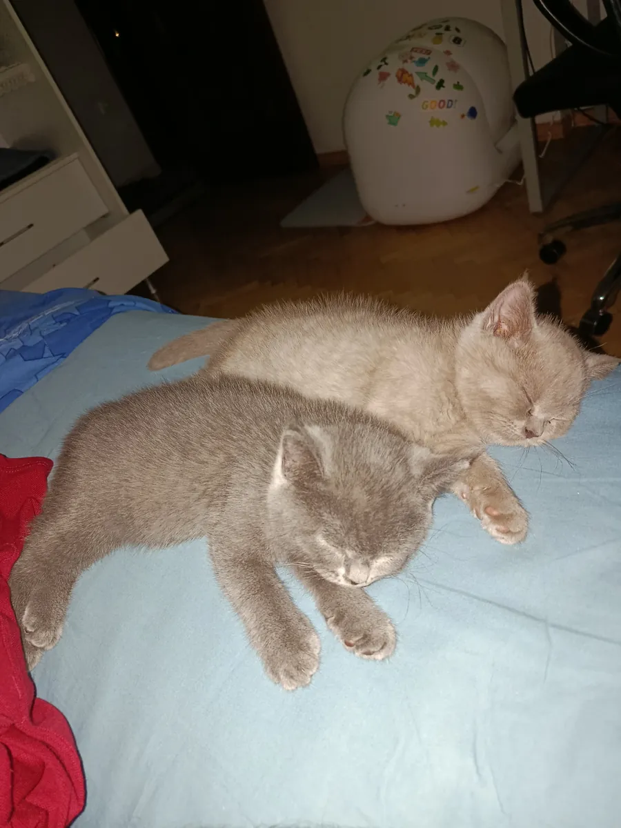 Hogares permanentes para mis gatos