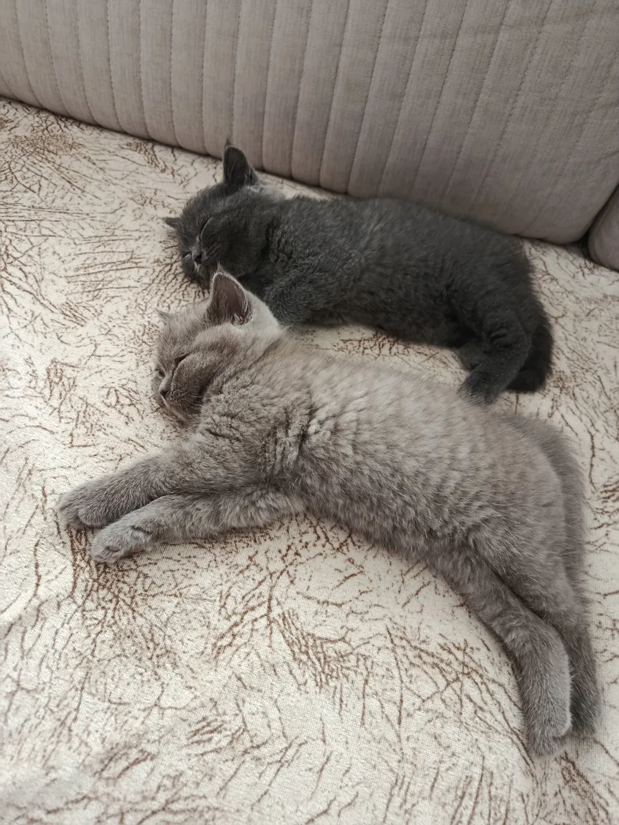 Hogares permanentes para mis gatos