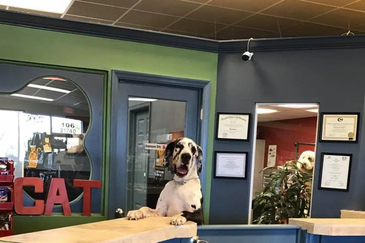 Evcil Hayvan Dostu Kafe ve Kapalı Köpek Parkı - Chicago