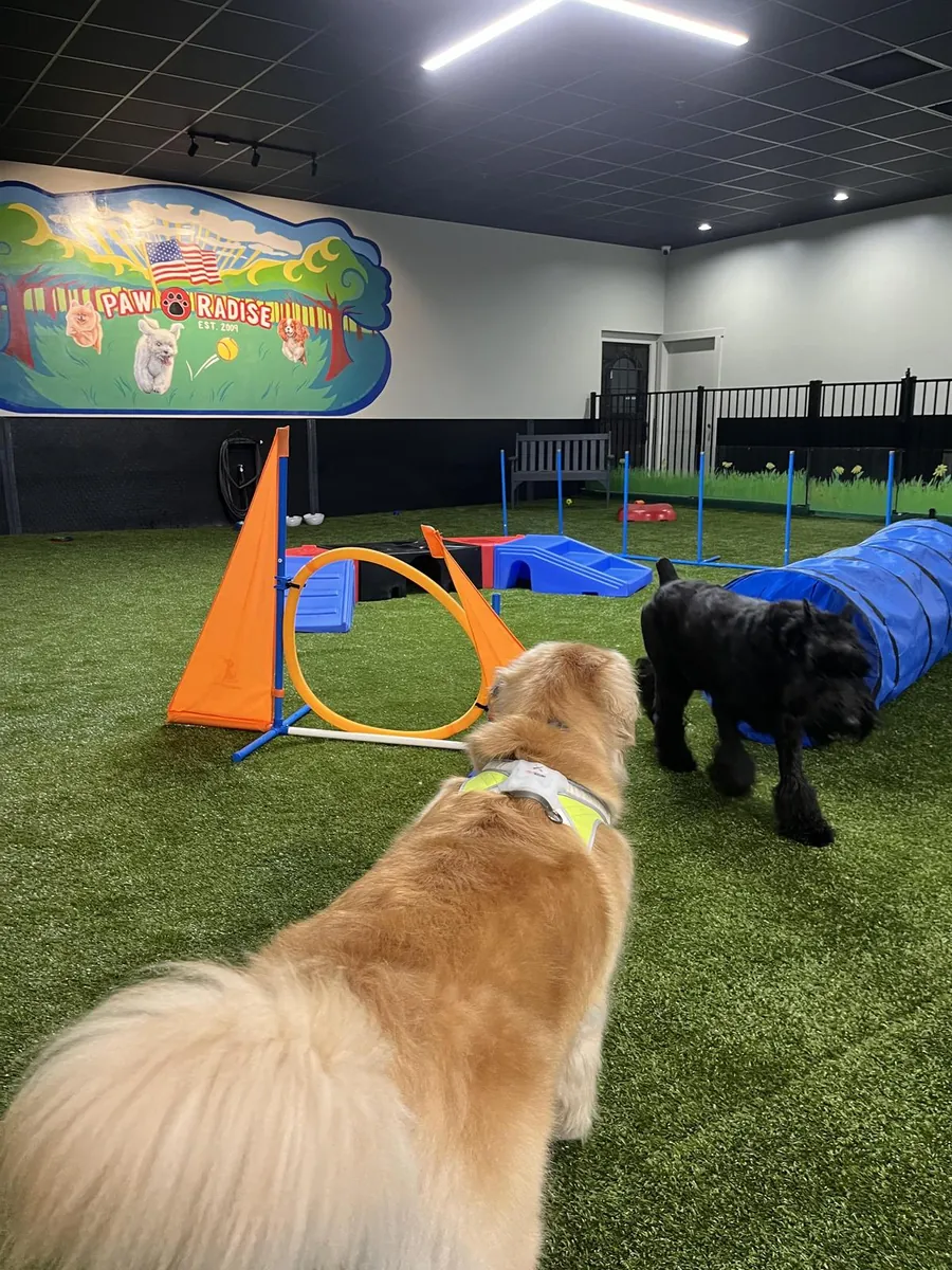 Evcil Hayvan Dostu Kafe ve Kapalı Köpek Parkı - Chicago