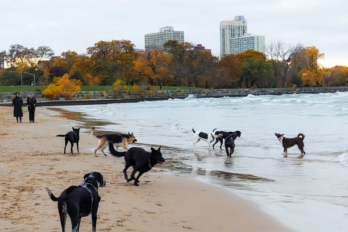 Montrose Dog Beach - Chicago