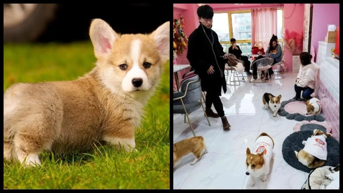 Dogs and Friends Pet Cafe - Shanghai