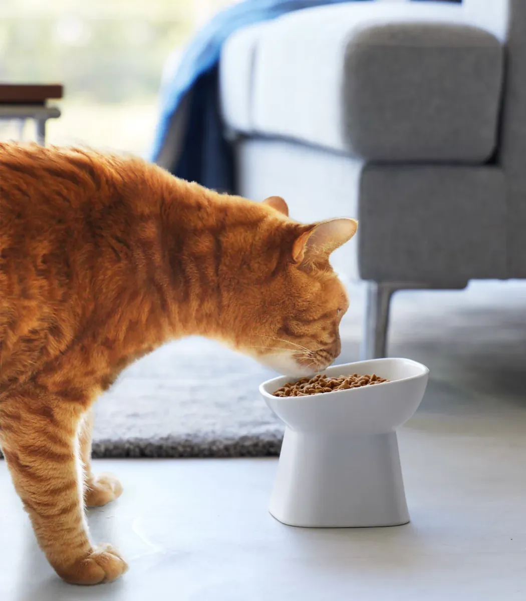 Everyday Feeding Practices for Domestic Pets