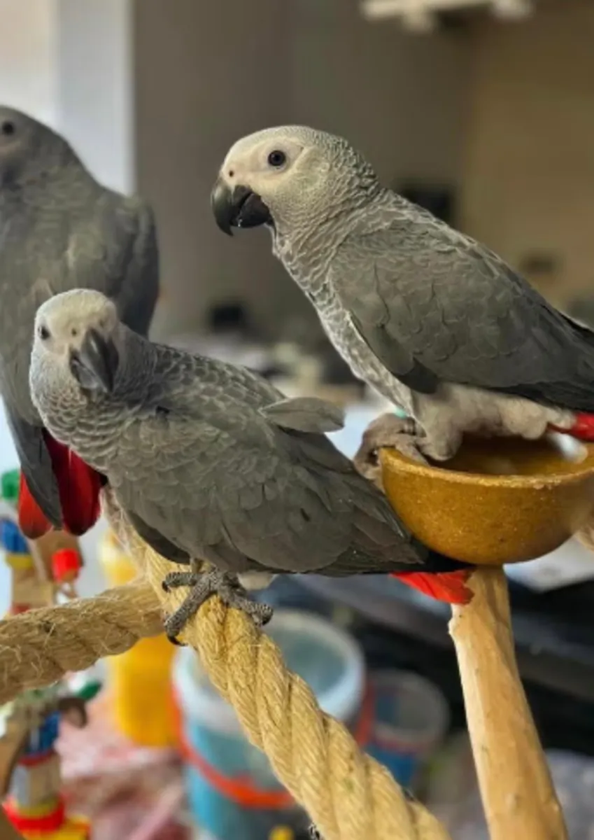 Hermoso loro gris de Gabón