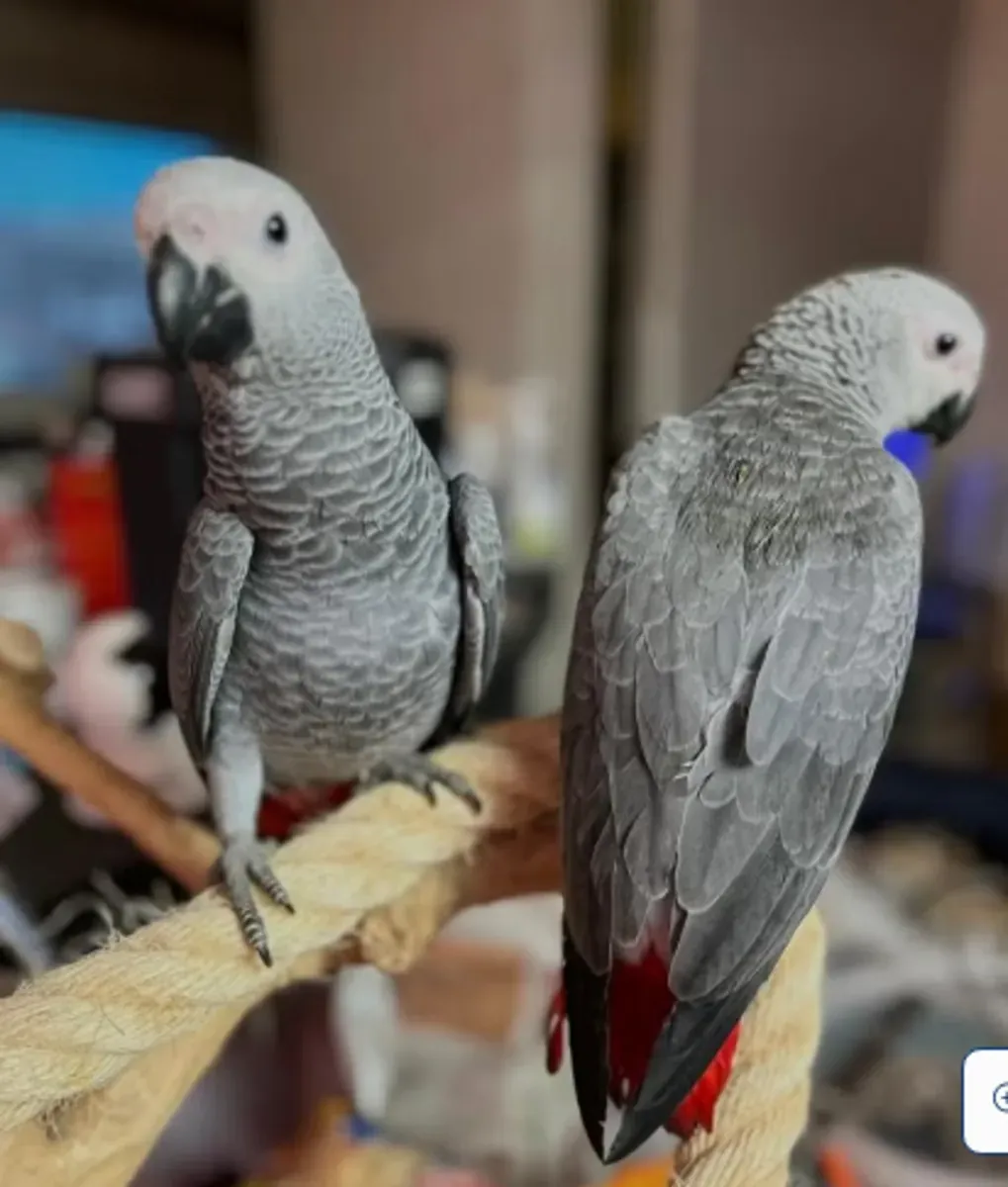 Magnifique perroquet gris du Gabon 