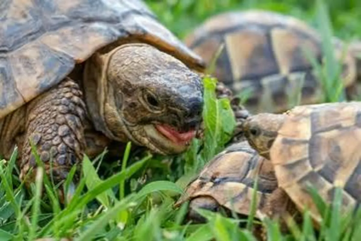 Land tortoises