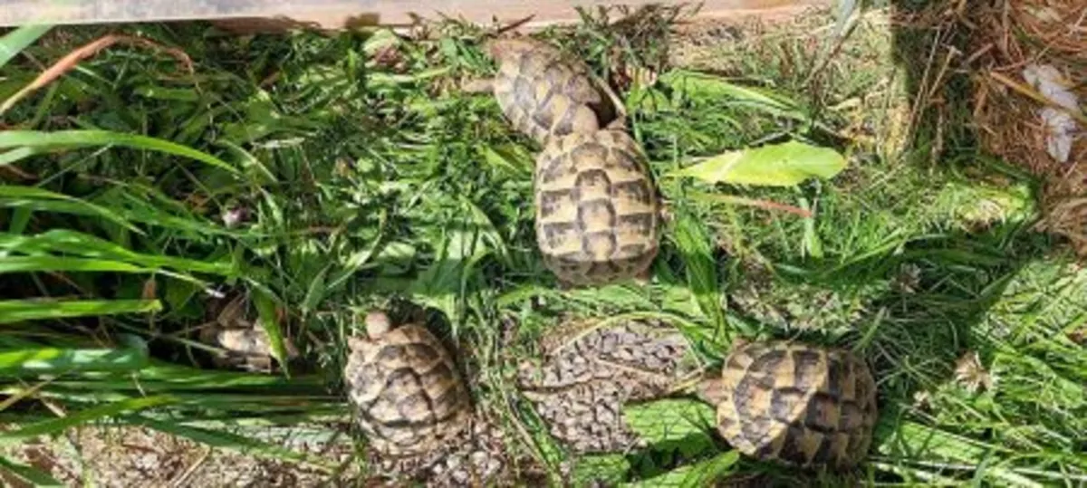 Land tortoises