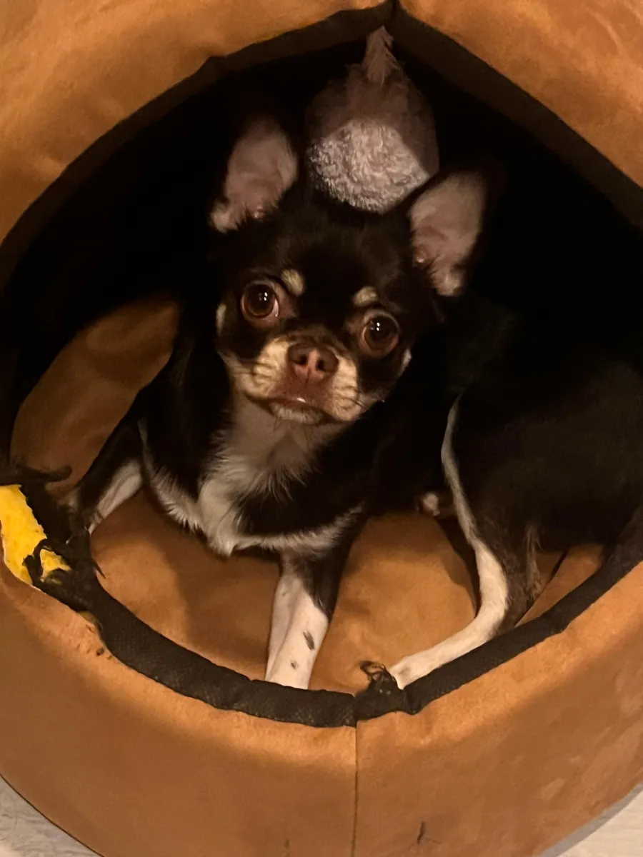 Moca chihuahua