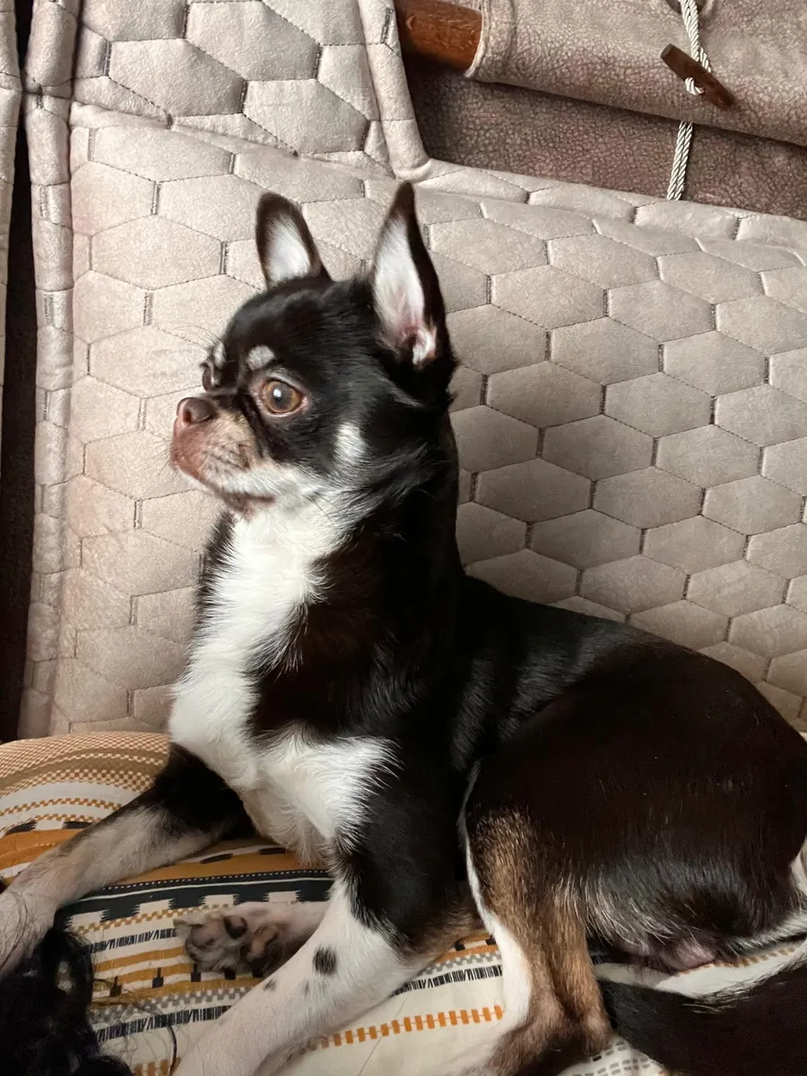 Moca chihuahua