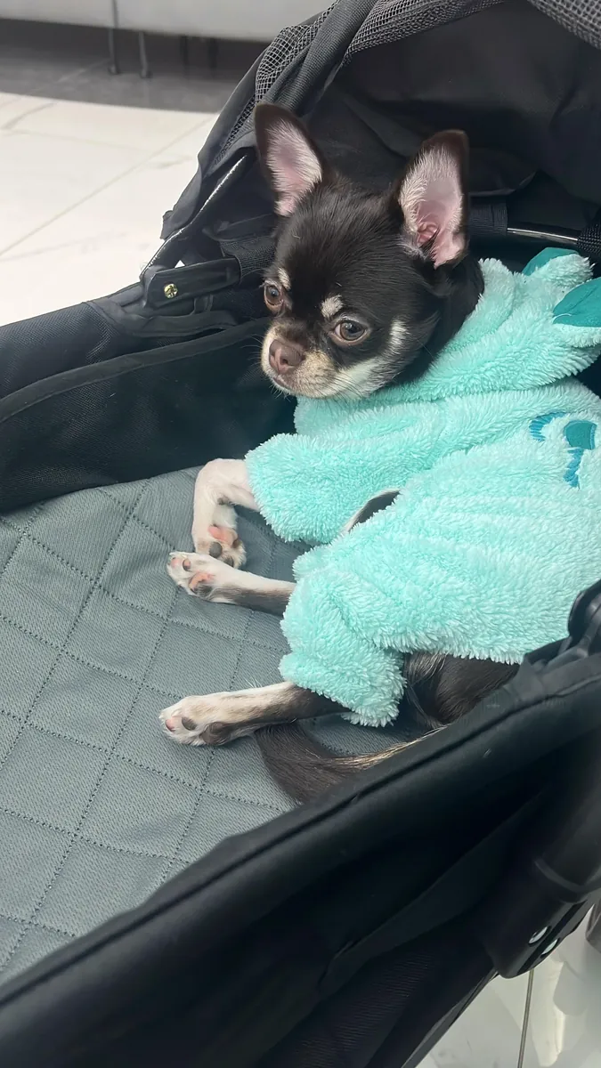 Moca chihuahua