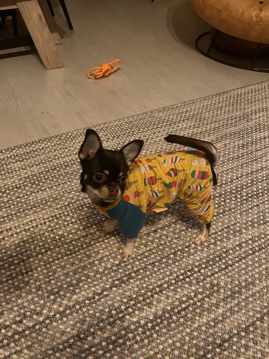 Moca chihuahua