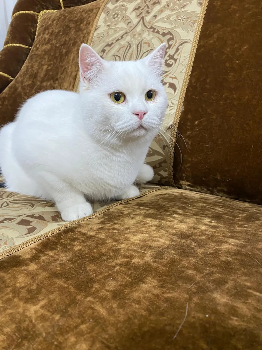 Моя кошка пропала.