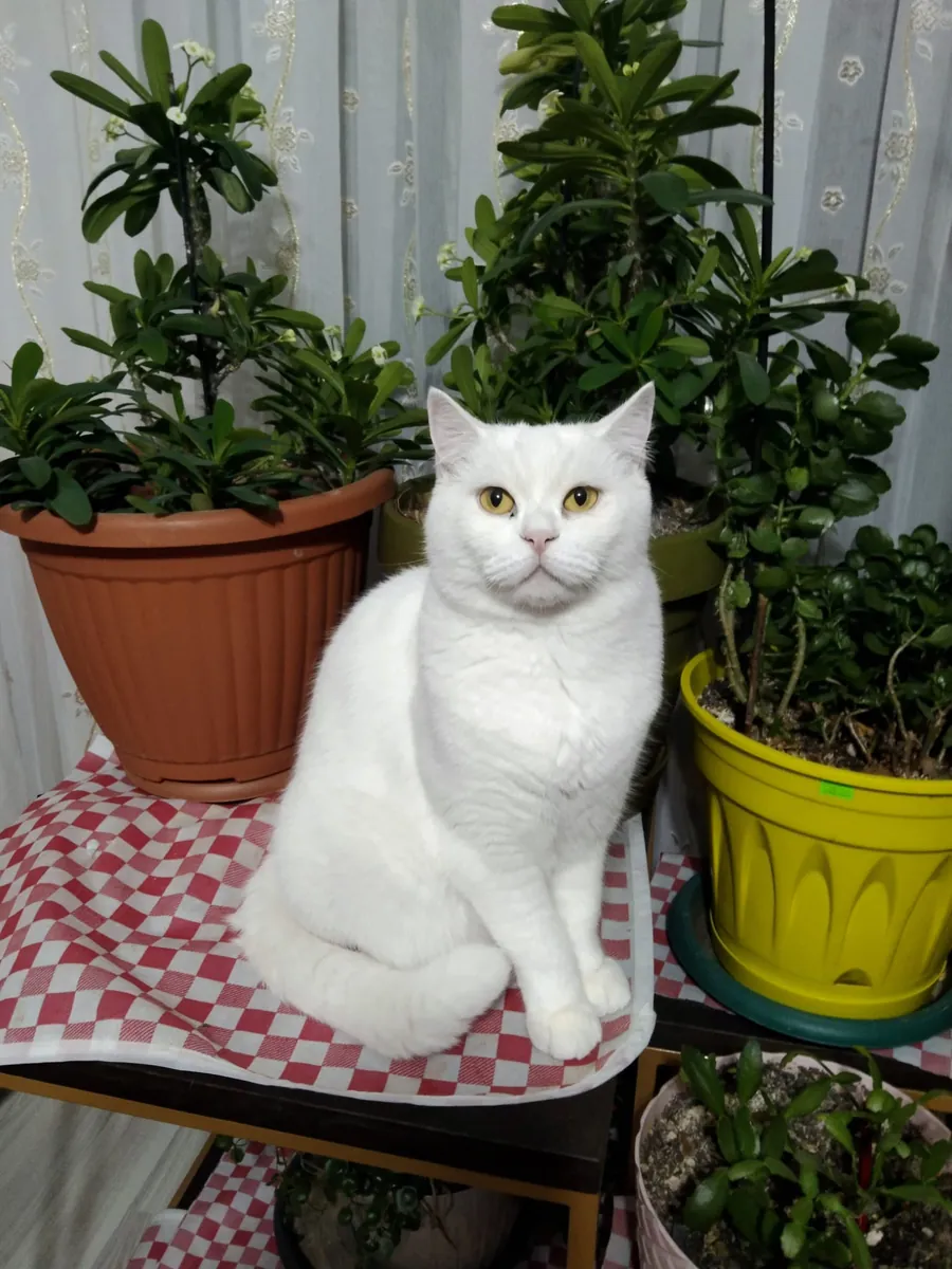Моя кошка пропала.