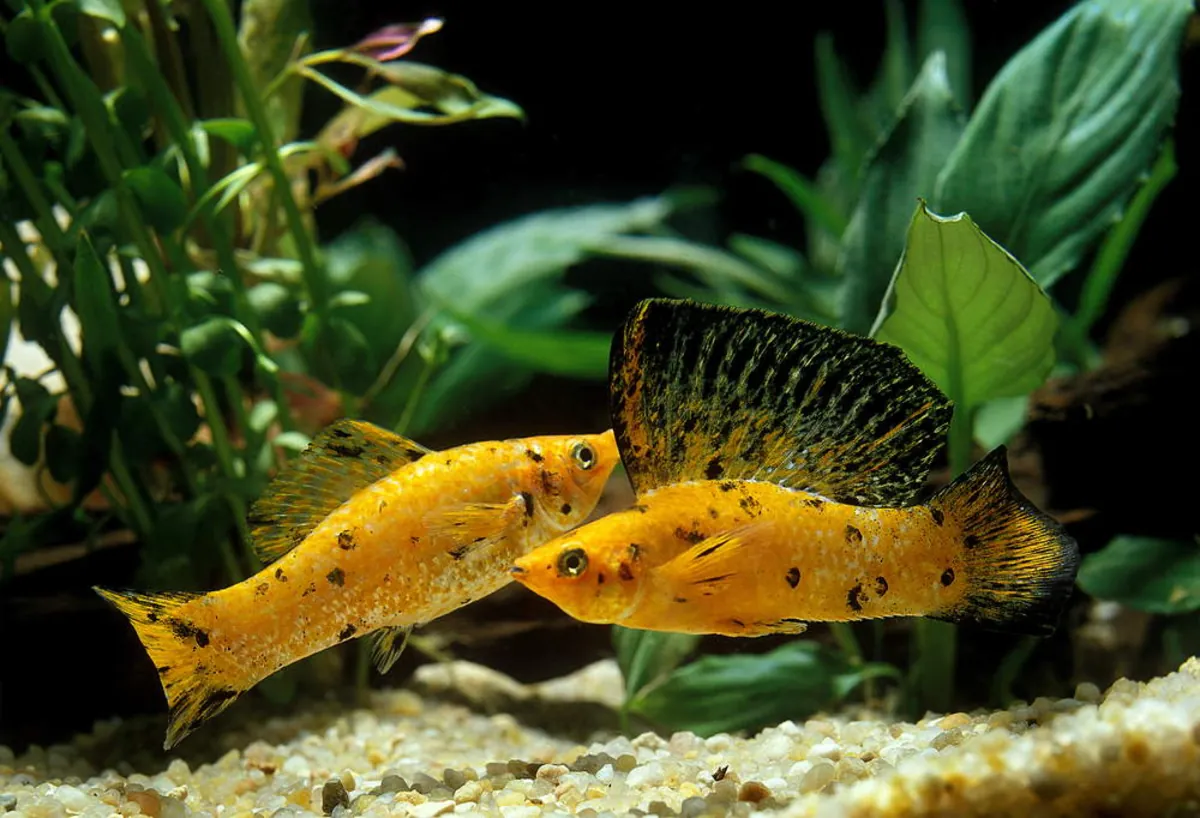 色彩鲜艳、健康的超级茉莉鱼——寻找它们的新水族馆