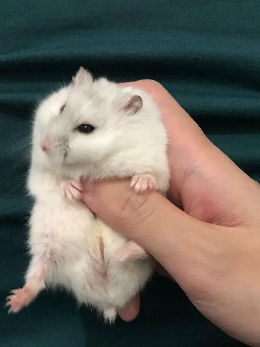 Ücretsiz Winter White Hamster Yavruları