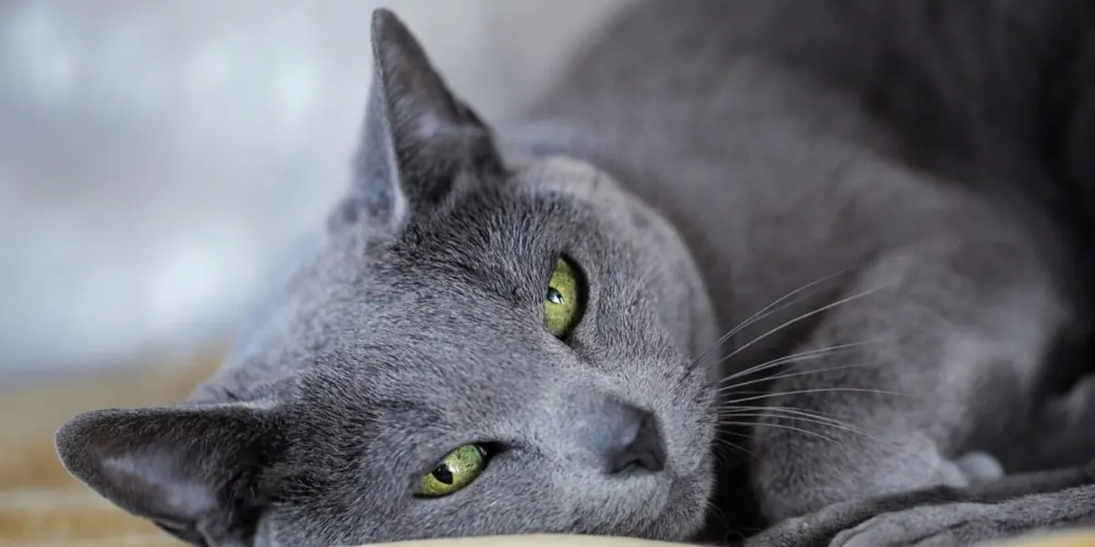 Chat adulte bleu russe – Adoption gratuite