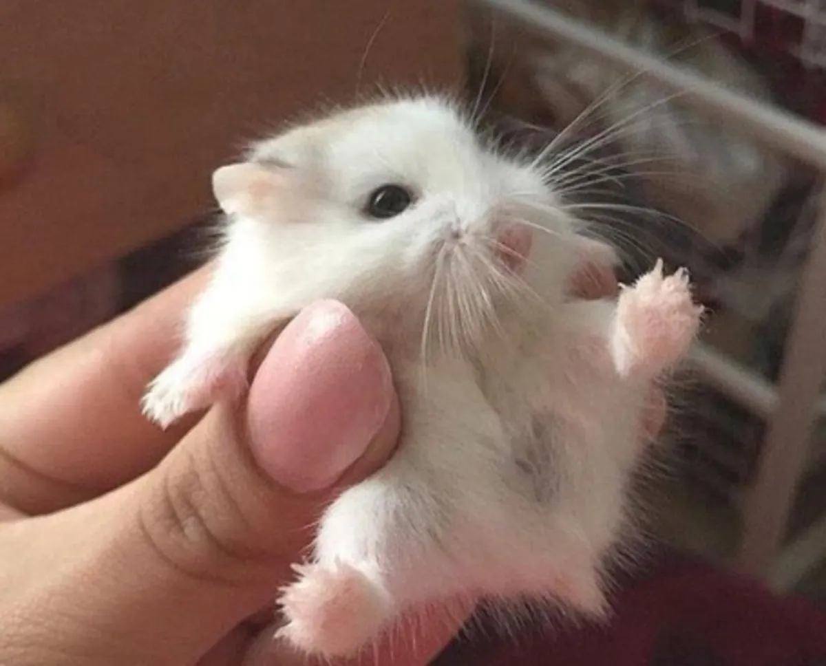 Cute baby hamsters