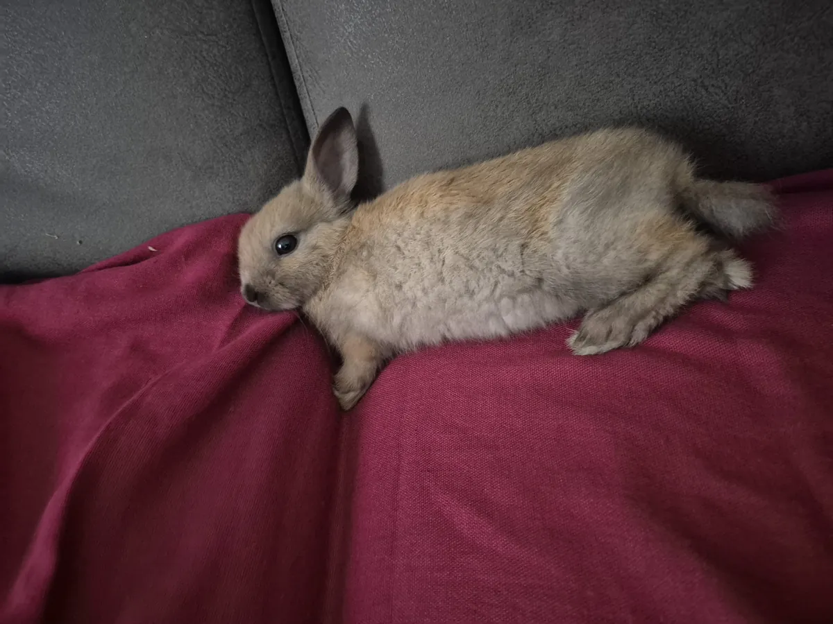 Baby Dwarf Rabbit