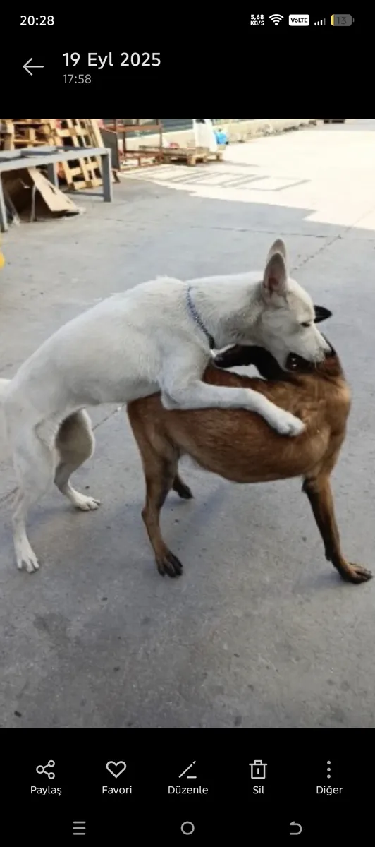 Akıllı Eğitimli Kar beyazı Husky