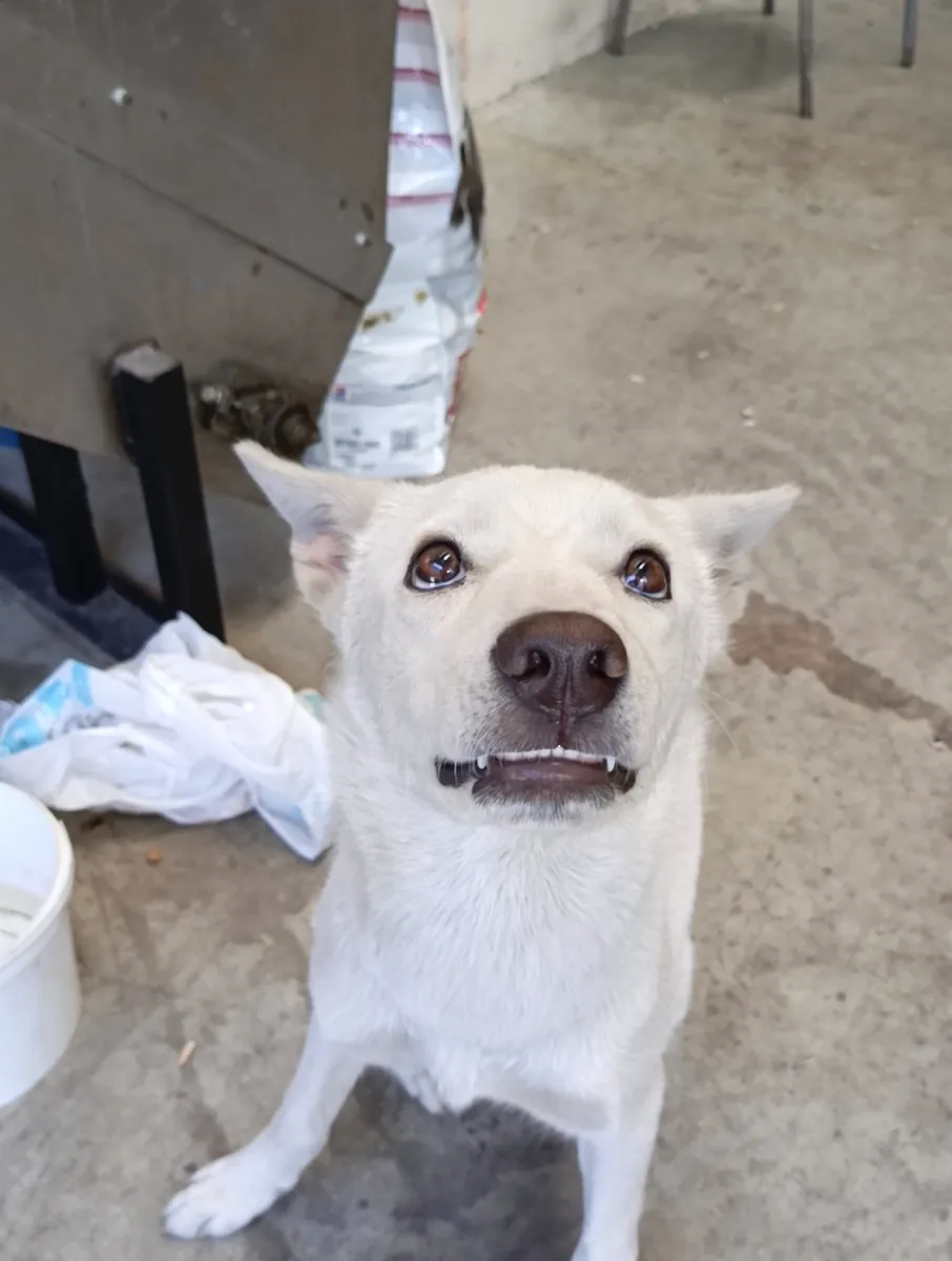 Akıllı Eğitimli Kar beyazı Husky