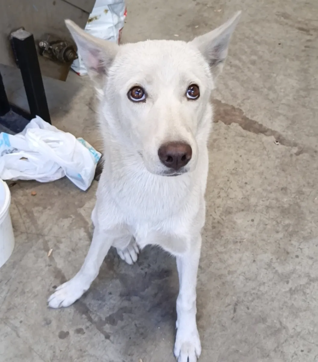 Akıllı Eğitimli Kar beyazı Husky