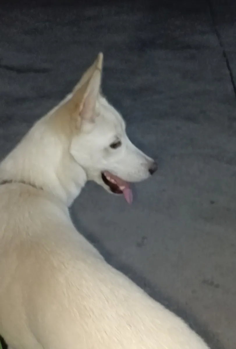 Akıllı Eğitimli Kar beyazı Husky