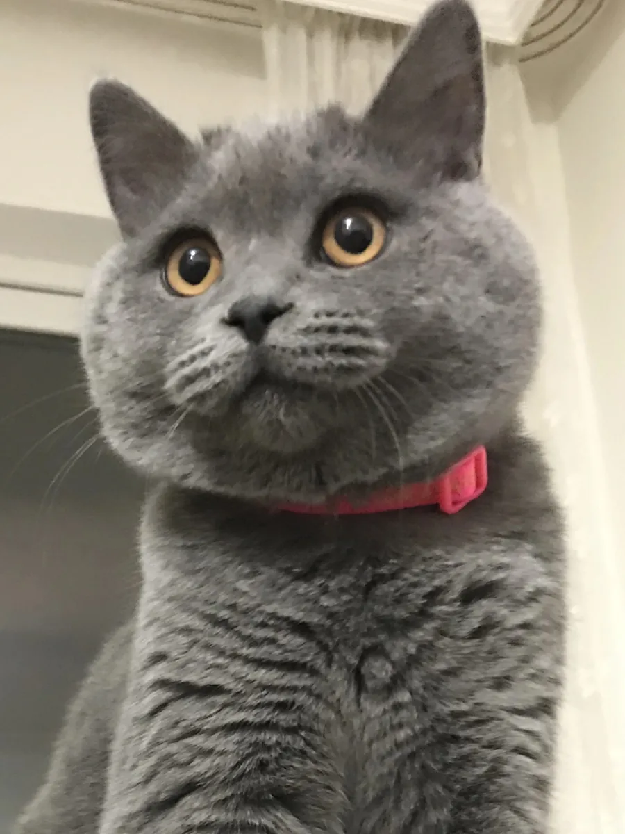 NOUS RECHERCHONS LA PRINCESSE DE TOSUN PACHA.