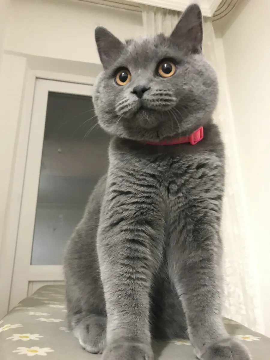 NOUS RECHERCHONS LA PRINCESSE DE TOSUN PACHA.