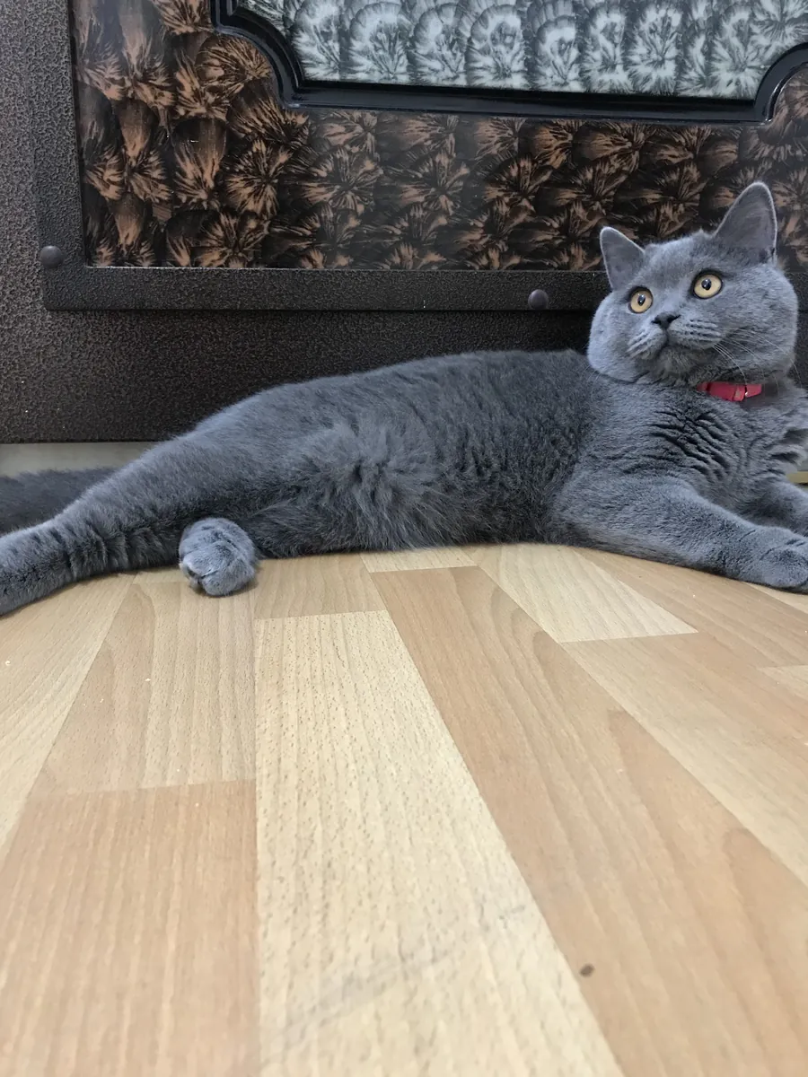 NOUS RECHERCHONS LA PRINCESSE DE TOSUN PACHA.