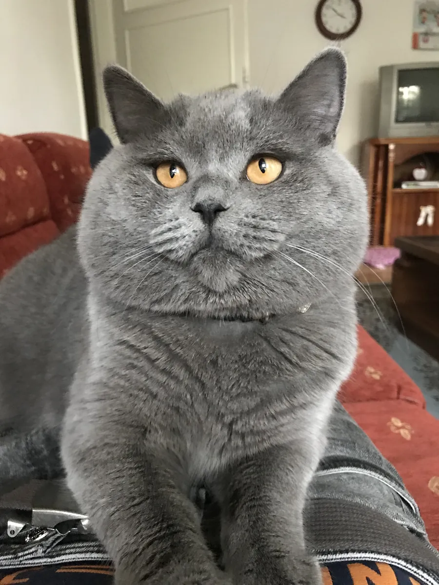 NOUS RECHERCHONS LA PRINCESSE DE TOSUN PACHA.