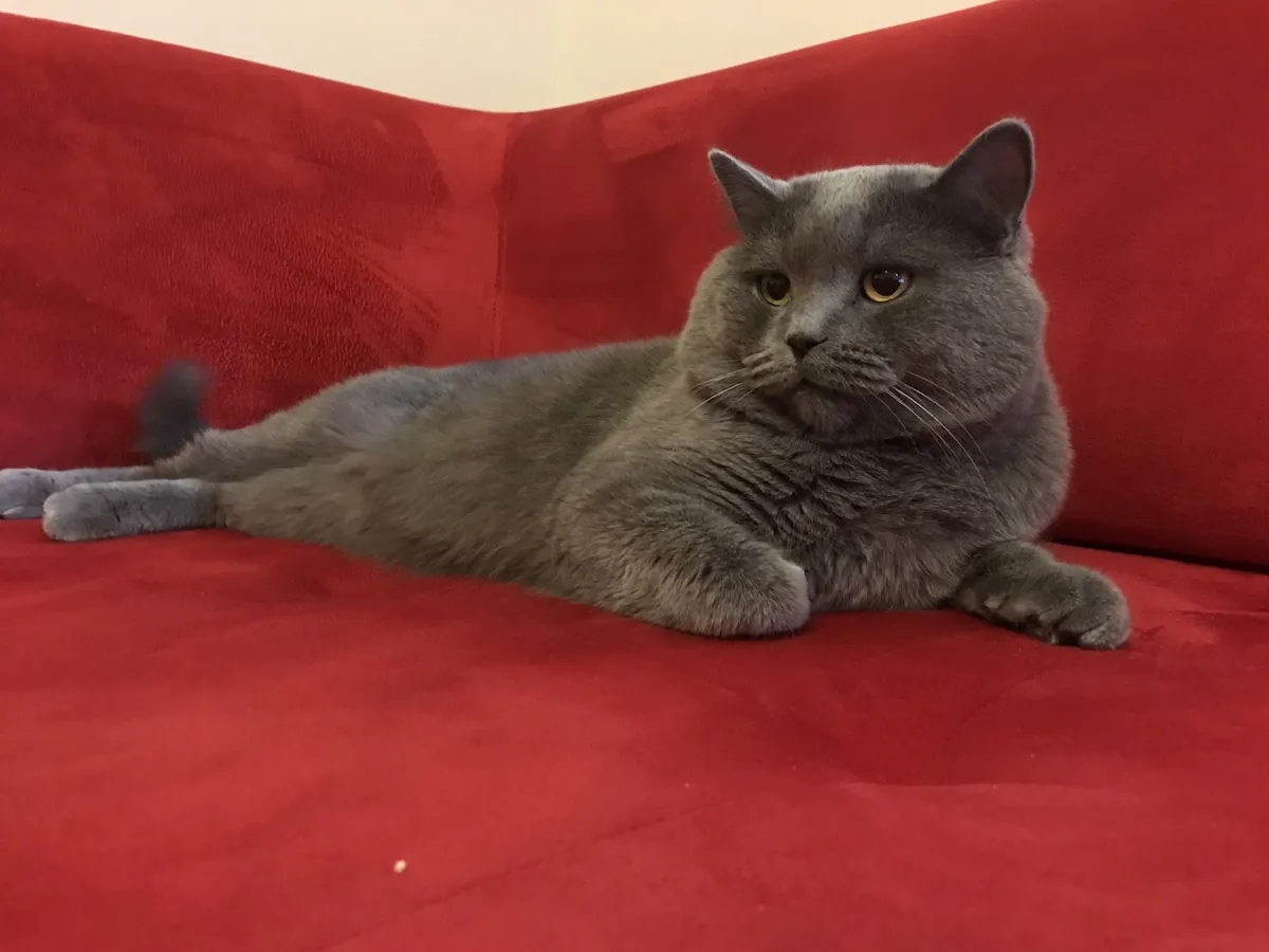 NOUS RECHERCHONS LA PRINCESSE DE TOSUN PACHA.