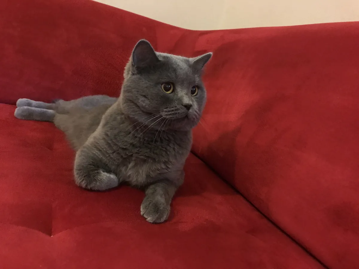 NOUS RECHERCHONS LA PRINCESSE DE TOSUN PACHA.