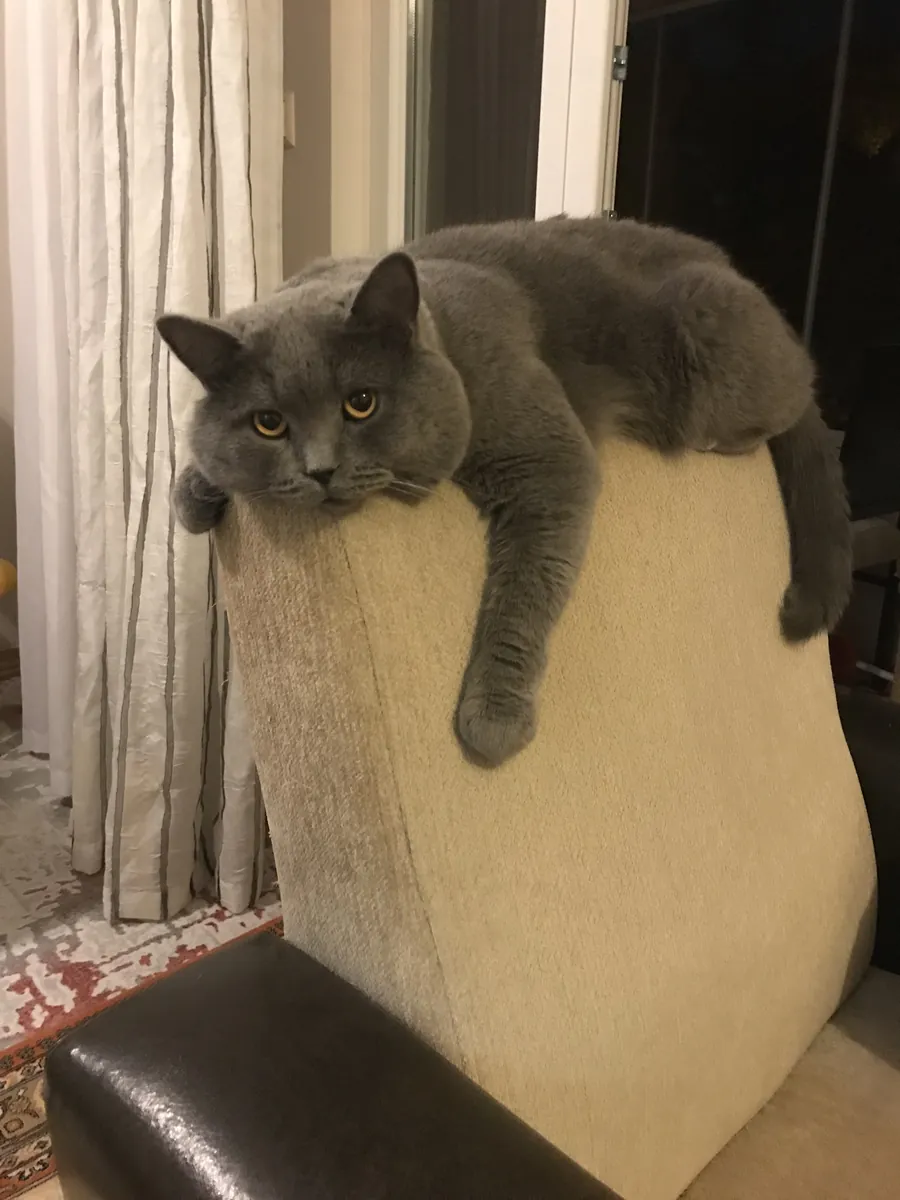 NOUS RECHERCHONS LA PRINCESSE DE TOSUN PACHA.