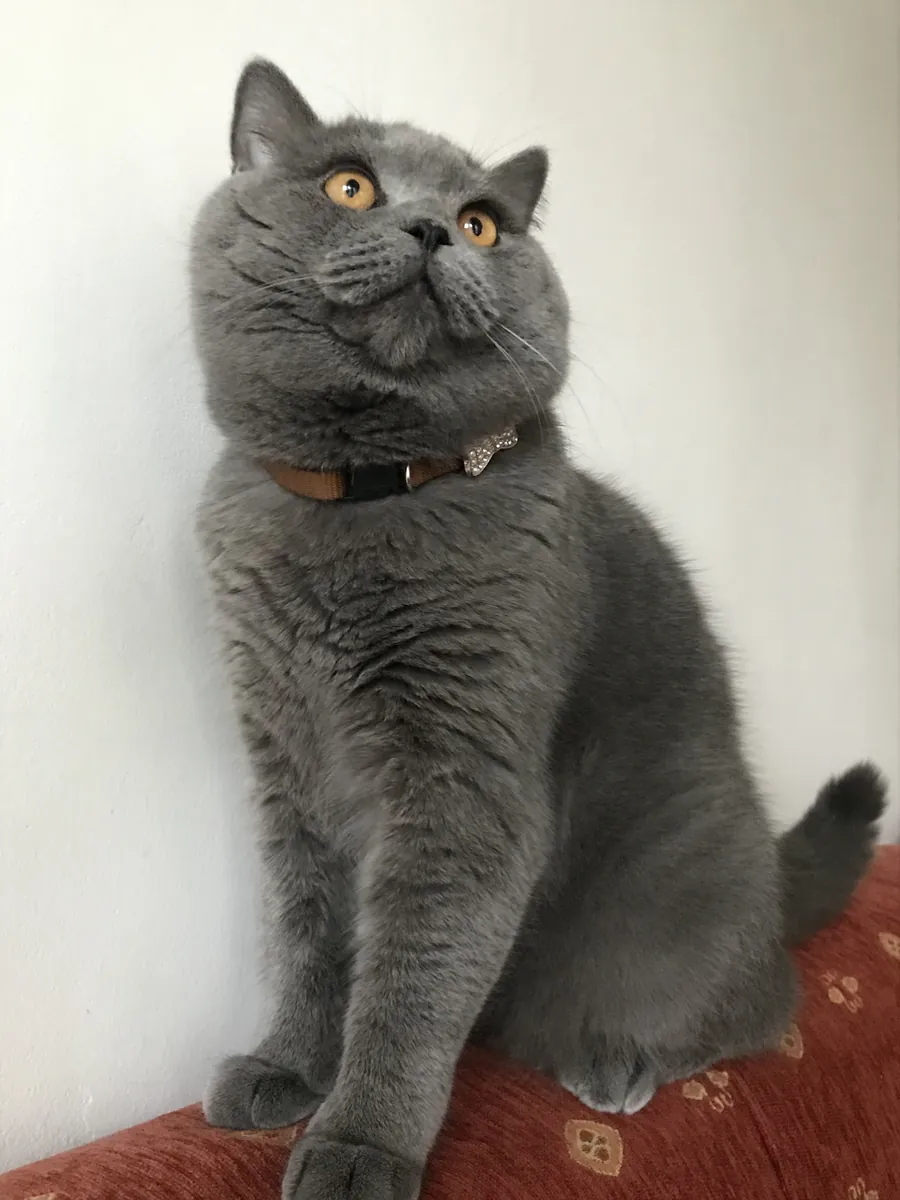 NOUS RECHERCHONS LA PRINCESSE DE TOSUN PACHA.