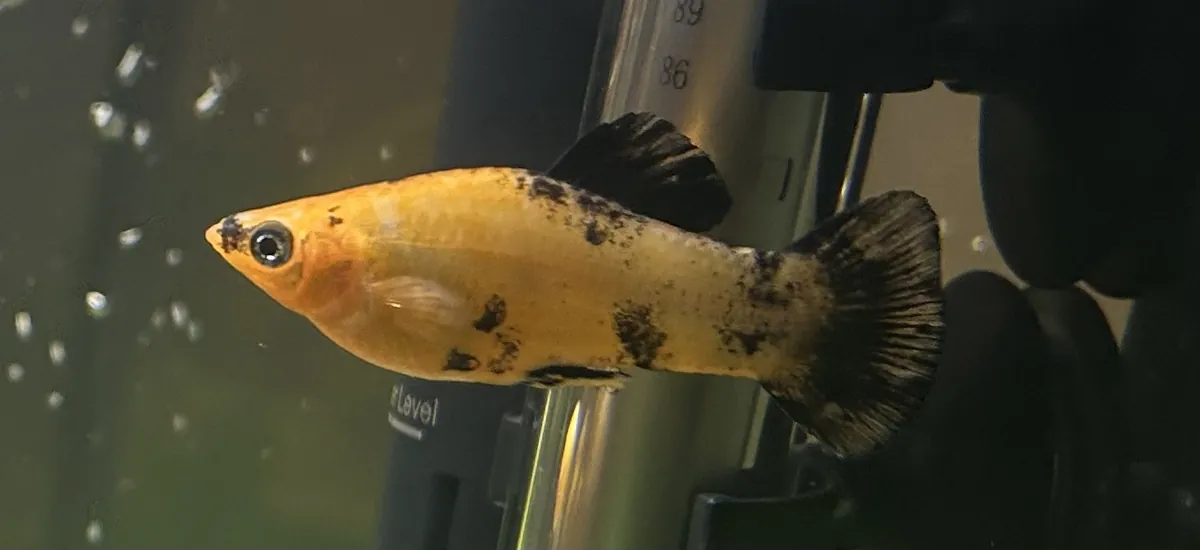 Pretty Female Molly 