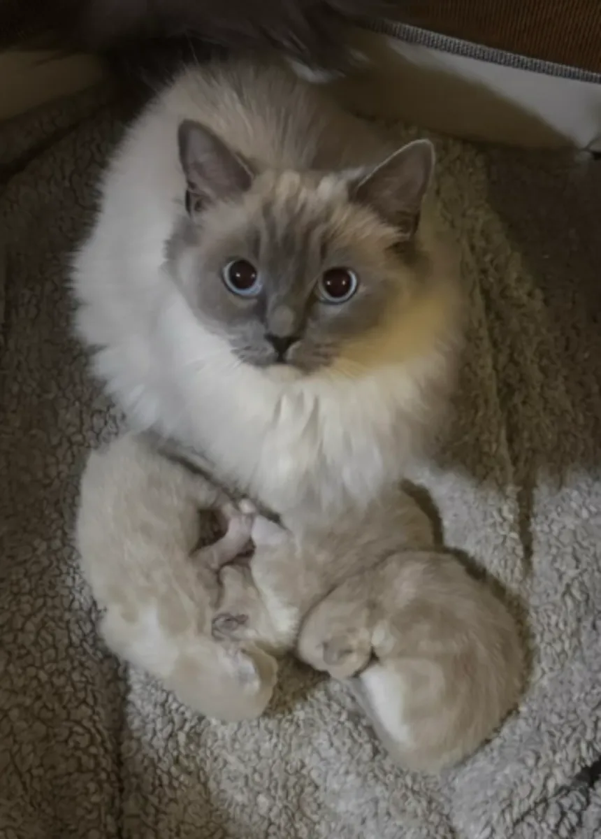 ️ Découvrez nos adorables bébés Ragdoll ️