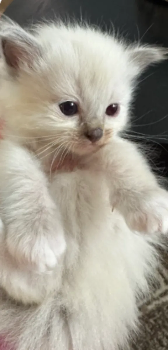 ️ Découvrez nos adorables bébés Ragdoll ️