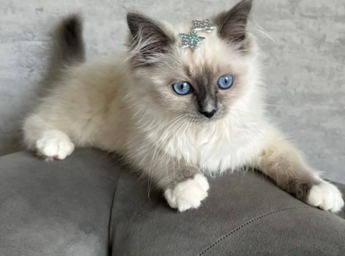 ️ Découvrez nos adorables bébés Ragdoll ️