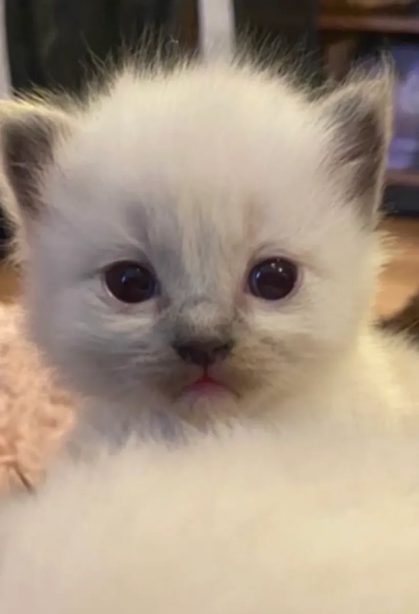 ️ Découvrez nos adorables bébés Ragdoll ️