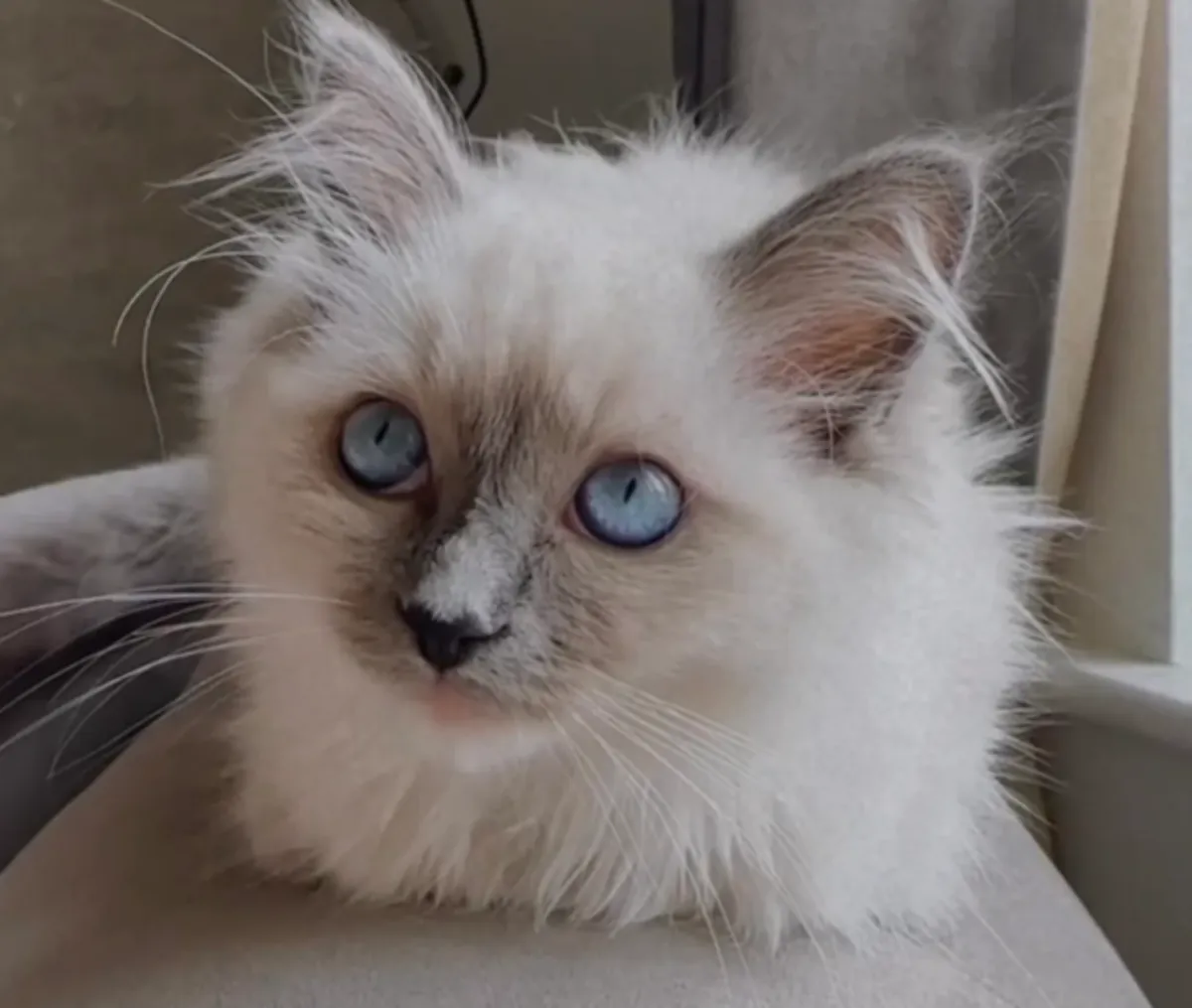️ Découvrez nos adorables bébés Ragdoll ️