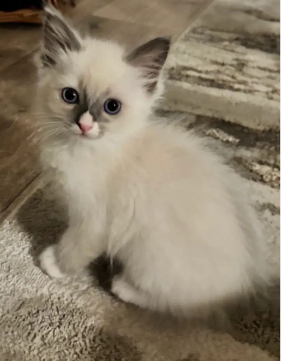 ️ Découvrez nos adorables bébés Ragdoll ️